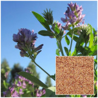 Lucerna na váhu (cena za 1 kg) osivo na ZELENÉ HNOJENIE