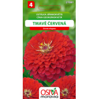 Seva Cínia georgínokvetá - Tmavo Červená 1 g