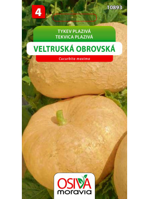 Seva Tekvica - Veltruská Obrovská 10 sem