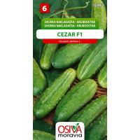 Seva Uhorka nakládačka - Cezar F1 - hruboostná 1,2 g