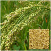 Proso na váhu (cena uvedená za 1kg) voľne ložené