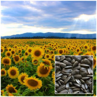 Slnečnica na váhu (uvedená cena za kg) voľne ložená, netriedená !